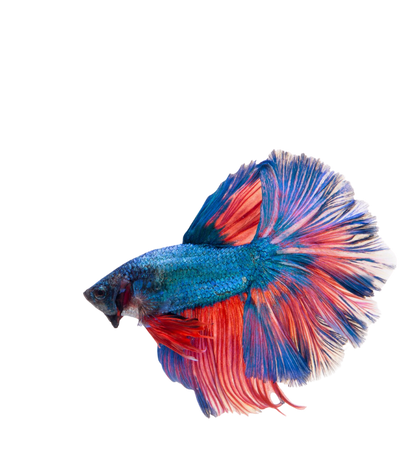 Аквариумистика