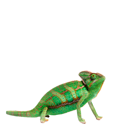 Террариумистика