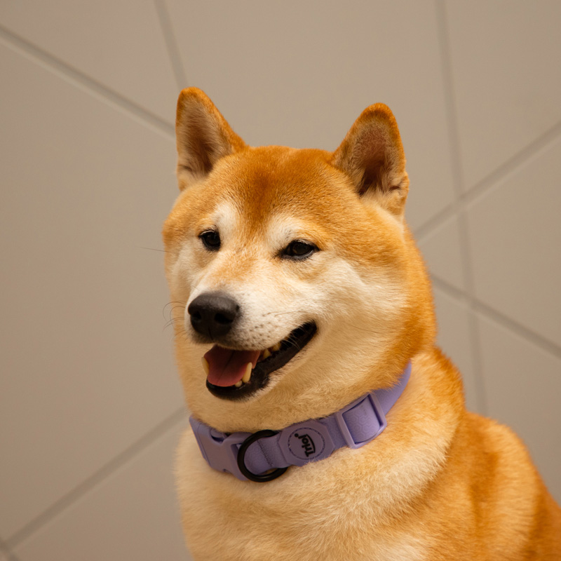 Triol Ошейник из биотана "Матрица" S, сиреневый, 15*270-370мм, (11291001) 5 Triol Ошейник из биотана "Матрица" S, сиреневый, 15*270-370мм, (11291001) 5